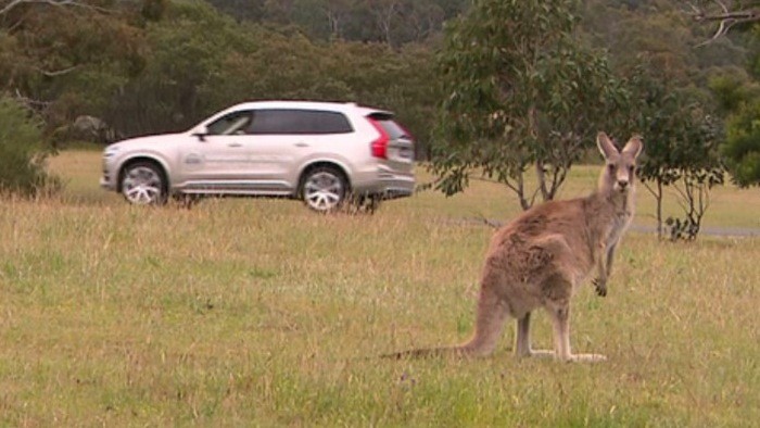 volvo-kangaroo-detection-3