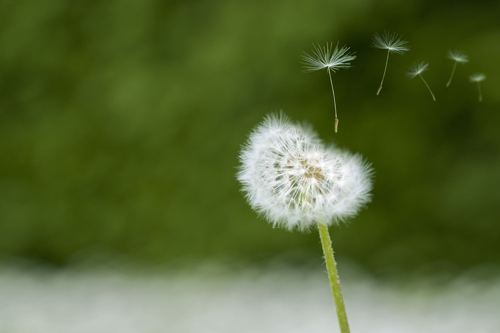 蒲公英种植成本与利润(未来10大暴利药材种植)